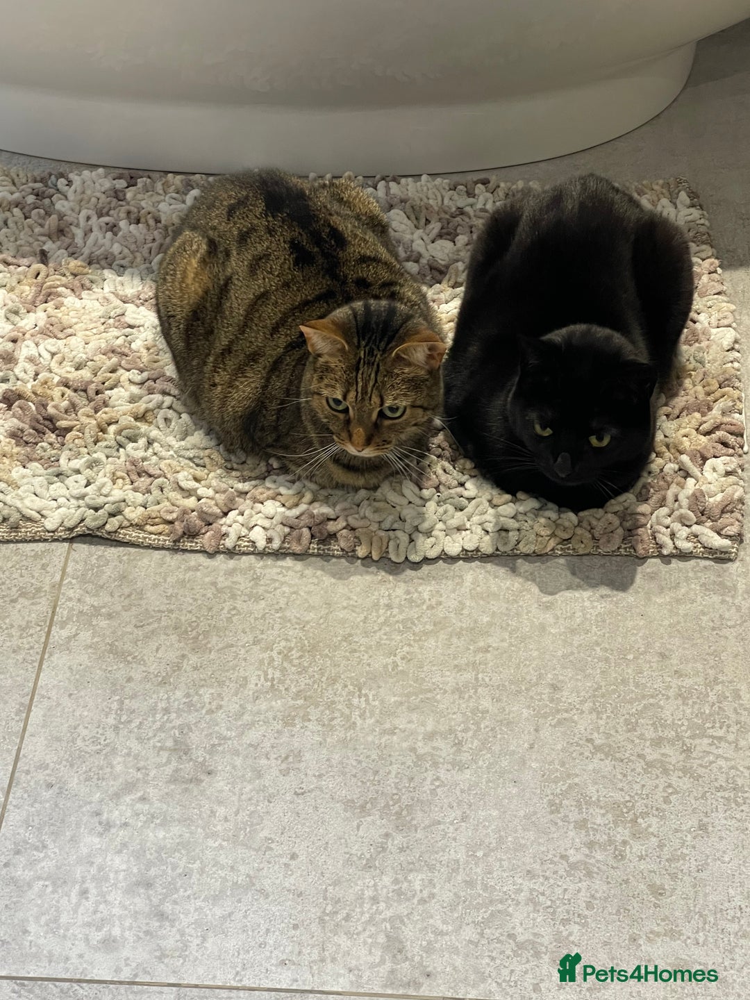 Domestic Shorthair cats for sale: Two gorgeous sisters ready for their forever home - Image 2