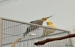 Cockatiels birds for sale: Cockatiels x4 - Image 2