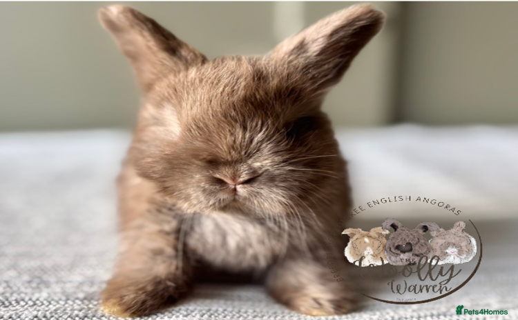 Angora rabbits - Advert 7