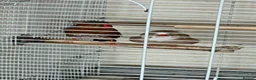 Finches birds for sale: Zebra finch pair - Advert 2