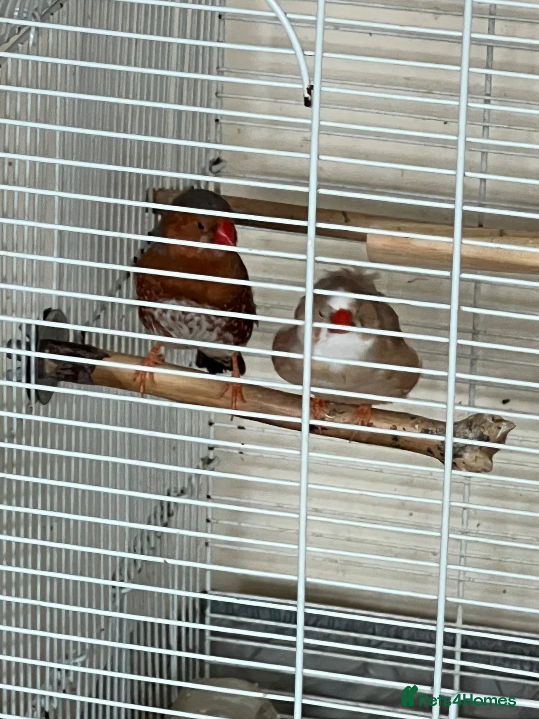 Finches birds for sale: Zebra finch pair - Advert 2