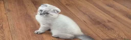 Scottish Fold cats for sale: Scottish Fold - Advert 4