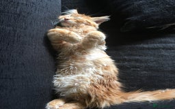 Maine Coon cats for sale: Together or separate  - Image 4