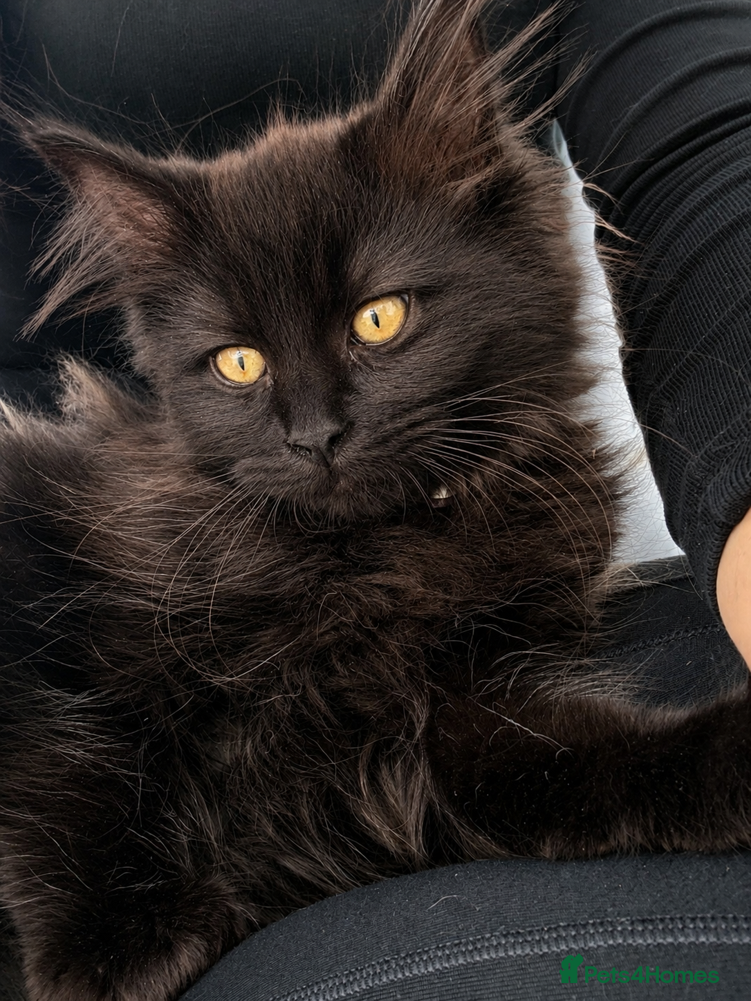 Mixed Breed cats for sale: Stunning Maine Coon x Ragdoll Female Kitten ❤️ - Advert 2
