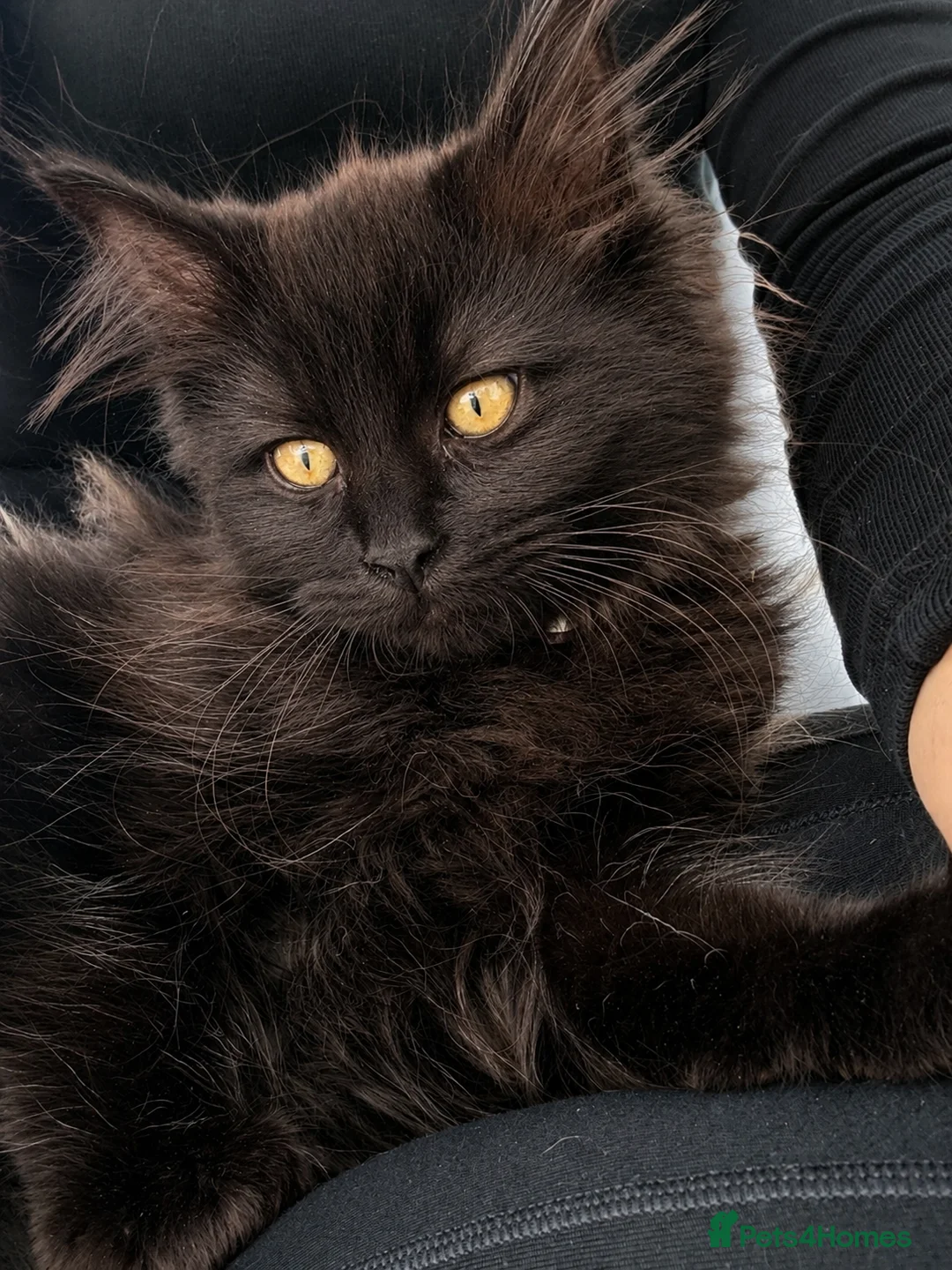 Mixed Breed cats for sale: Stunning Maine Coon x Ragdoll Female Kitten ❤️ - Advert 1