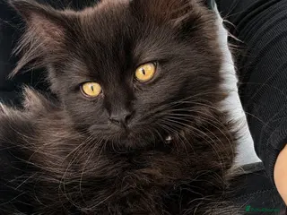Mixed Breed cats for sale: Stunning Maine Coon x Ragdoll Female Kitten ❤️ - Advert 2