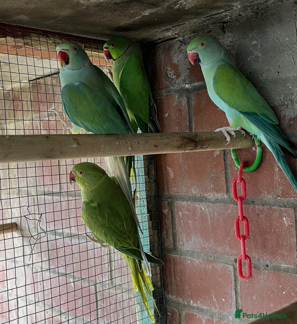 Mixed Breed birds Birds for sale *read description*  - Advert 2