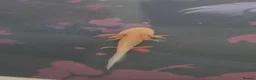 Axolotl reptiles for sale: Beautiful golden axolotle juvenile - Advert 2