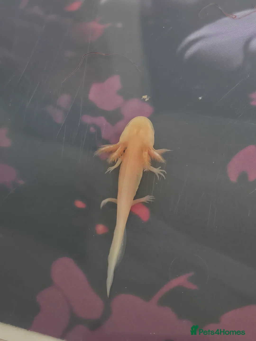 Axolotl reptiles for sale: Beautiful golden axolotle juvenile - Advert 2