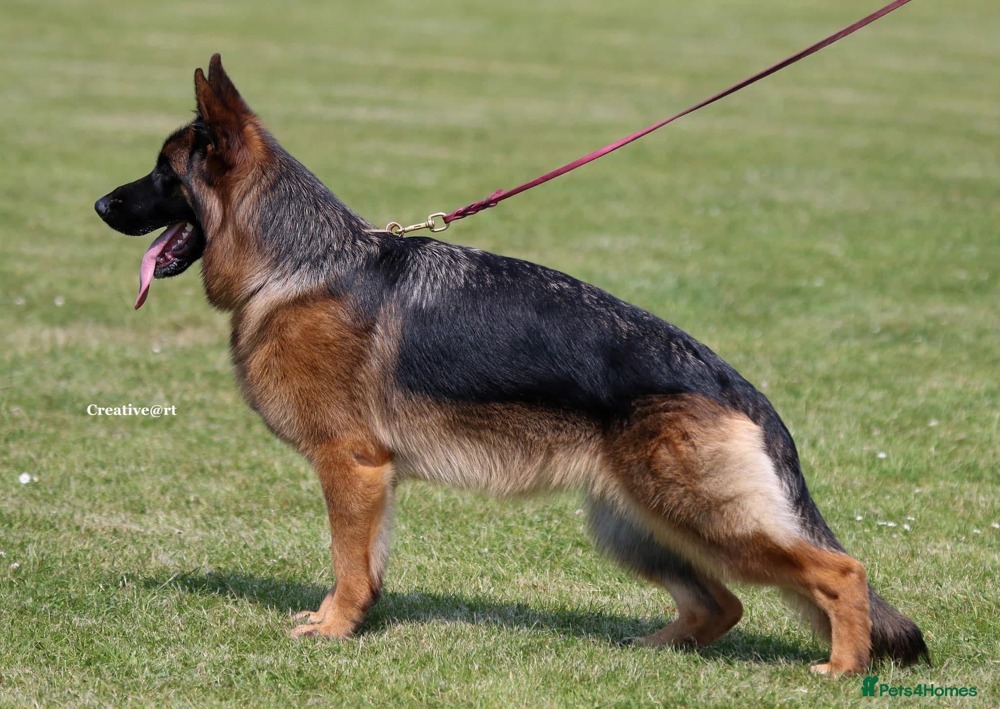 German Shepherd dogs World class German Shepherds - Advert 18