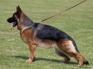 German Shepherd dogs World class German Shepherds - Advert 18