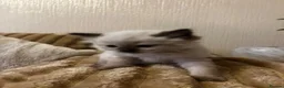 Ragdoll cats for sale: 🩵 3 Male Ragdoll Kittens 🩵 - Advert 15