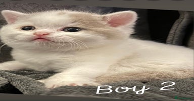 British Shorthair cats Stunning GCCF Registered BSH babies available  - Advert 6