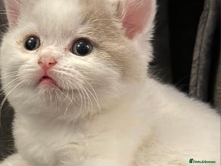 British Shorthair cats Stunning GCCF Registered BSH babies available - Advert 3