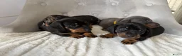 Miniature Dachshund dogs for sale: Miniature Dachshund - Advert 8
