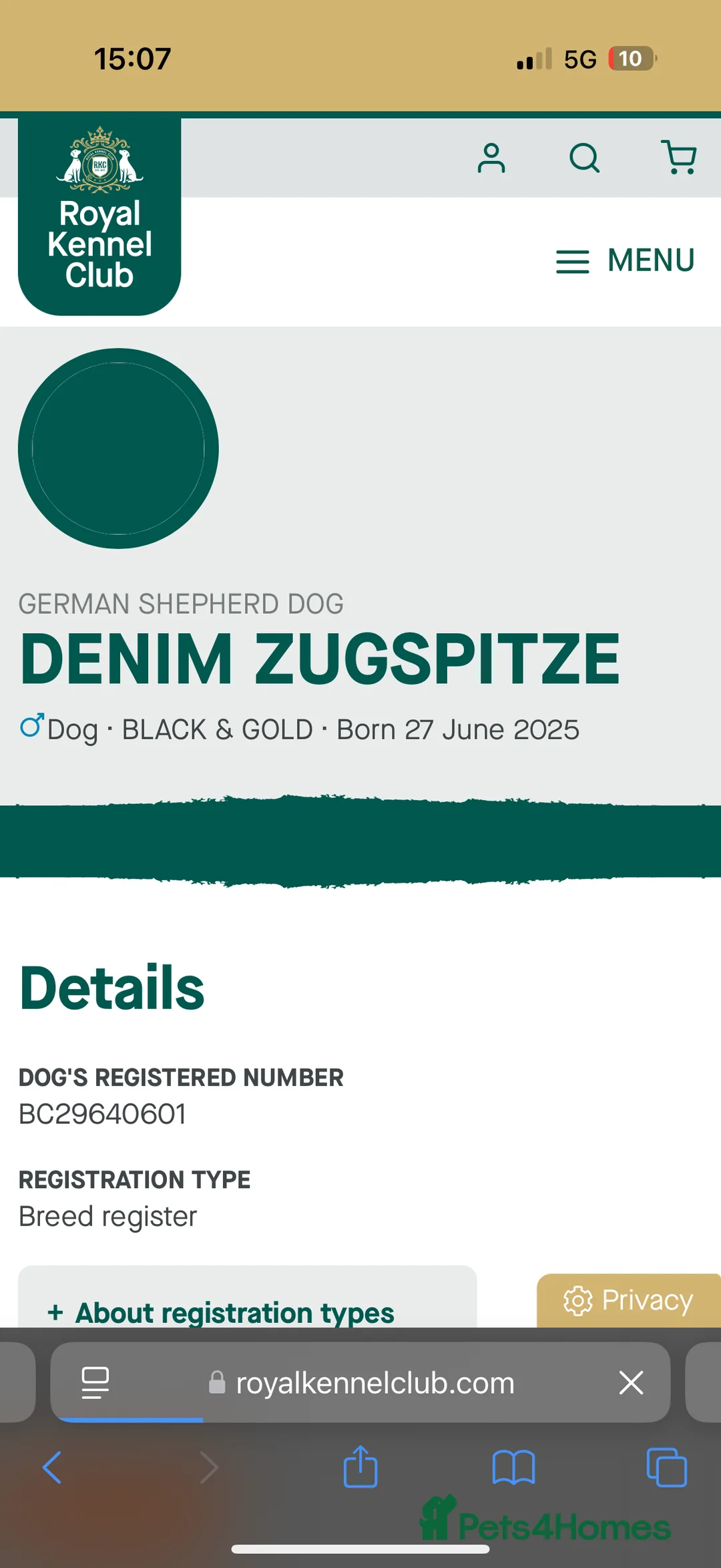 German Shepherd dogs for sale: KC health tested parents 💙 - Advert 6