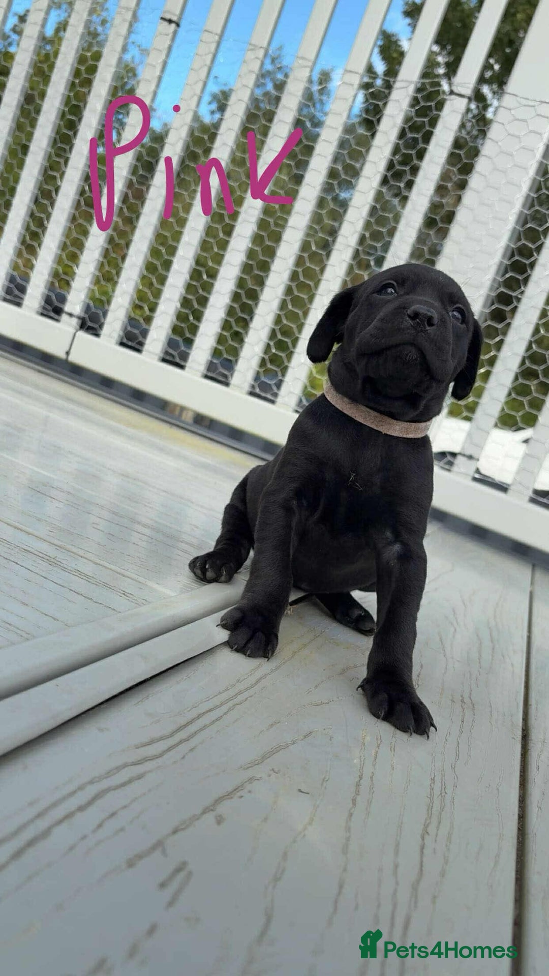 Mixed Breed dogs for sale: Vizsla/rottweiler - Image 7