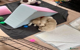 Golden Retriever dogs for sale: Fluffy Cream & Gold Golden Retriever Puppies - Image 22
