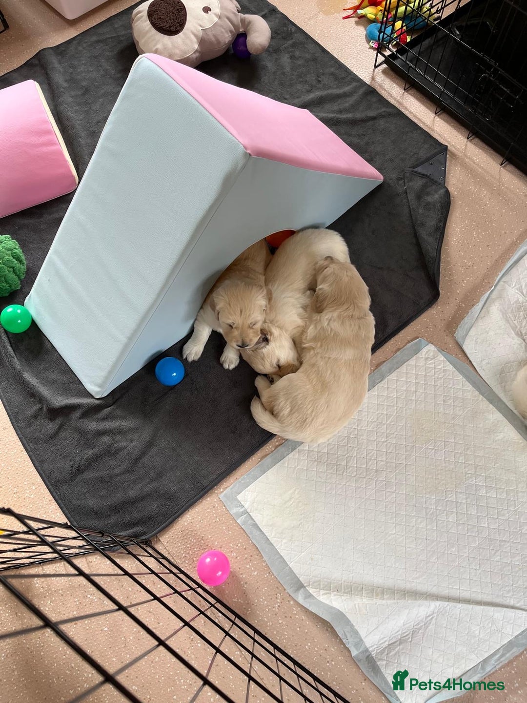 Golden Retriever dogs for sale: Fluffy Cream & Gold Golden Retriever Puppies - Image 22