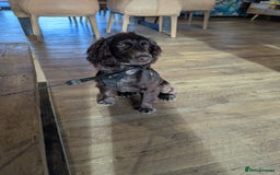 Cocker Spaniel dogs for sale: Chocolate cocker spaniel  - Image 1