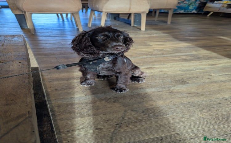 Cocker Spaniel dogs - Advert 4