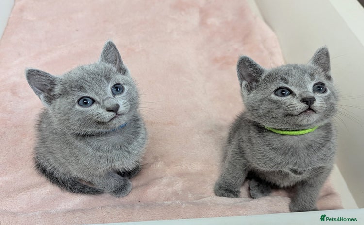 Russian Blue cats - Advert 5