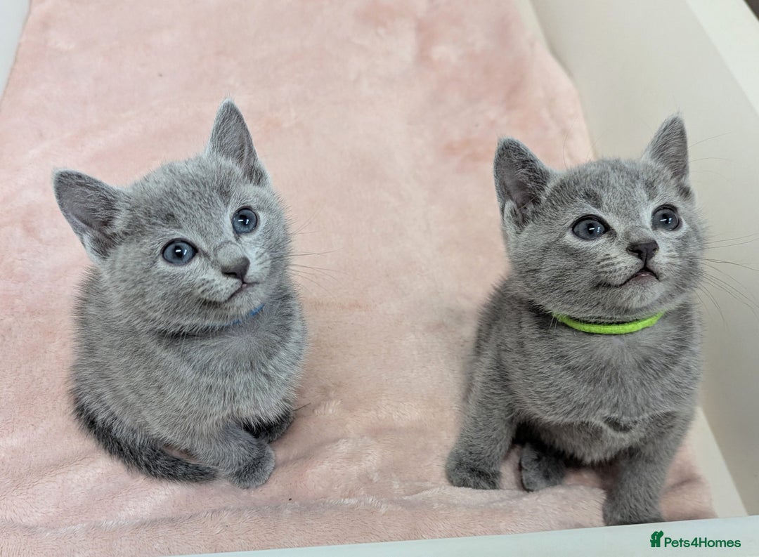 Russian Blue cats for sale: TICA Registered Affectionate Kittens - Image 1