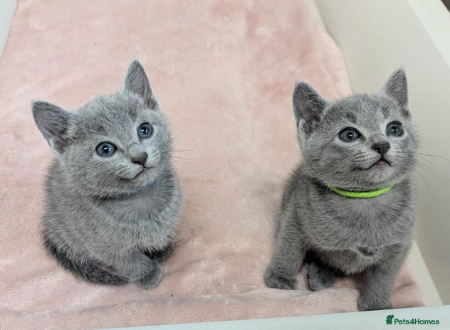 Russian Blue cats - Advert 1