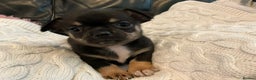 Chihuahua dogs for sale: Beautiful black & blue tri chihuahua puppies  - Advert 10