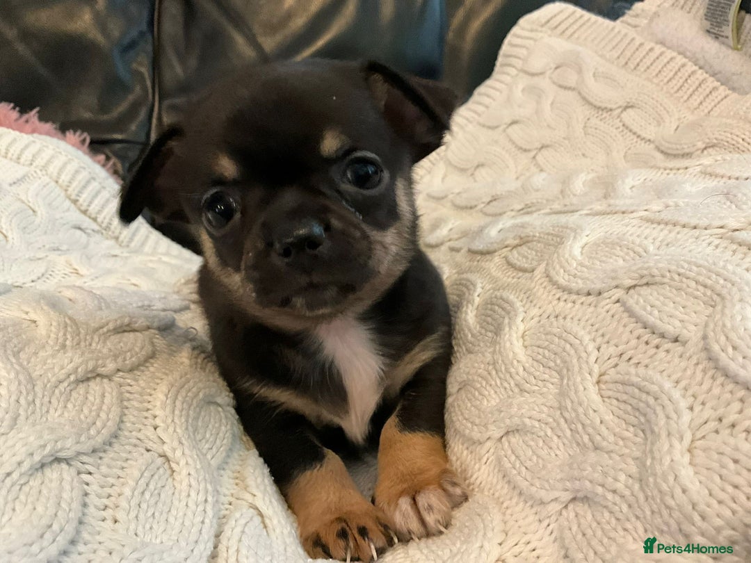 Chihuahua dogs for sale: Beautiful black & blue tri chihuahua puppies  - Advert 10