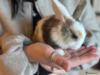 Mixed Breed rabbits Baby bunnies - Advert 6