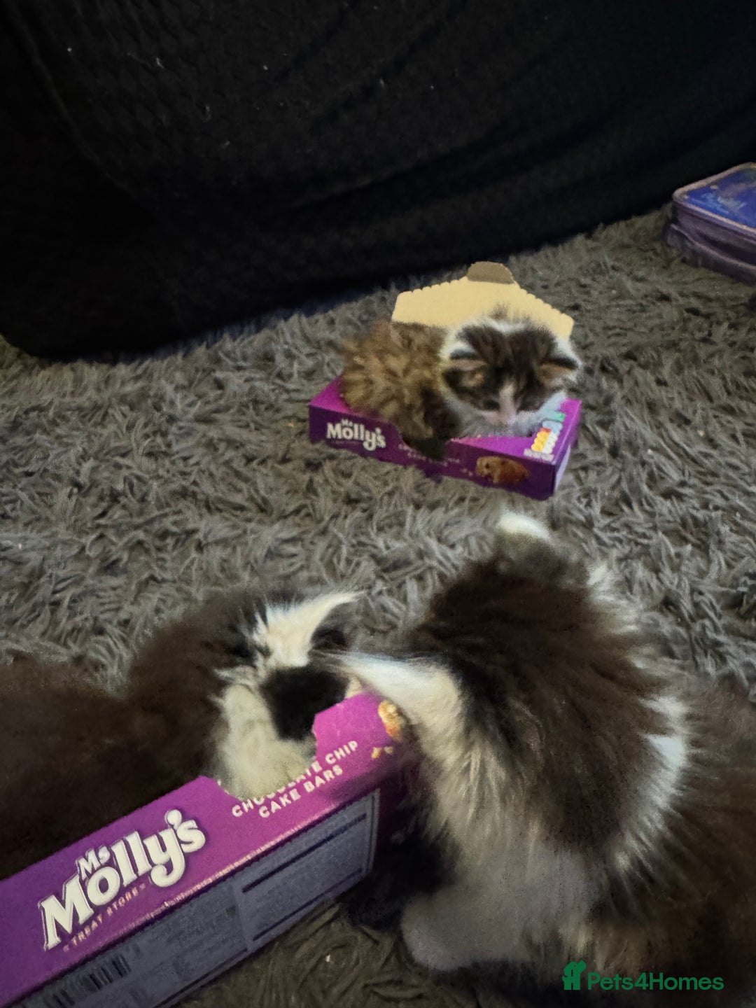 Mixed Breed cats for sale: Part Maine coon kittens - Advert 4