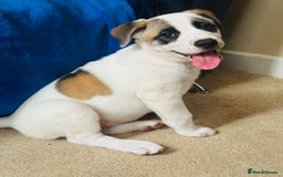 Mixed Breed dogs for sale: 🐶 Staffy x Japanese Akita Puppies 🐶 in Weston-super-Mare - Image 8