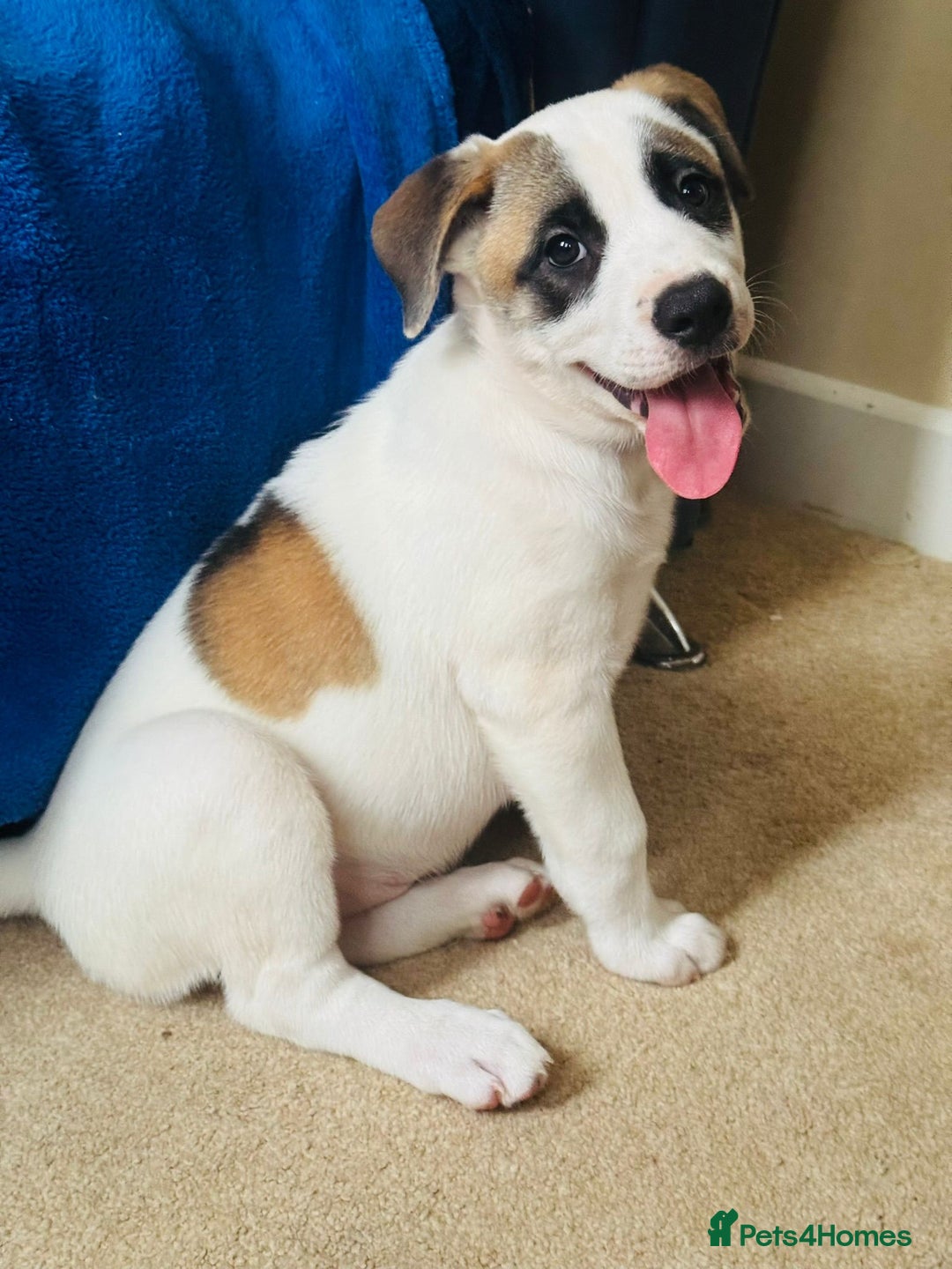 Mixed Breed dogs for sale: 🐶 Staffy x Japanese Akita Puppies 🐶 in Weston-super-Mare - Image 8