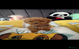 Poodle dogs for sale: Toy poodle puppies for sale  - Image 20