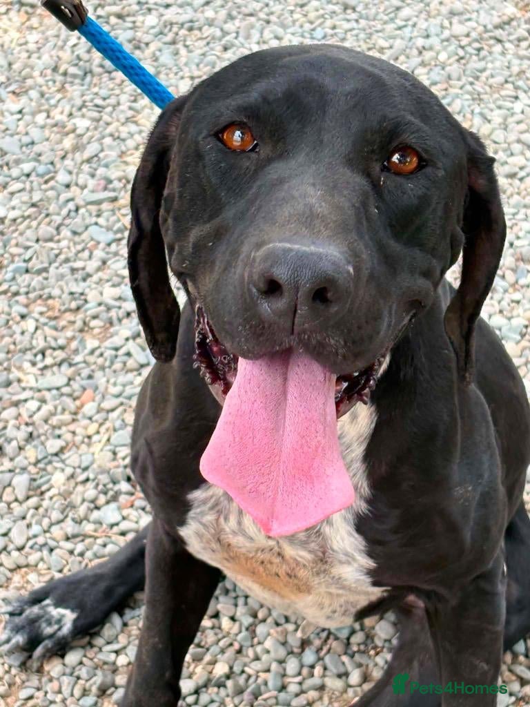 Mixed Breed dogs for adoption: Jessica - Advert 1