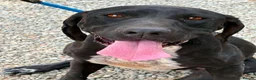 Mixed Breed dogs for adoption: Jessica - Advert 1