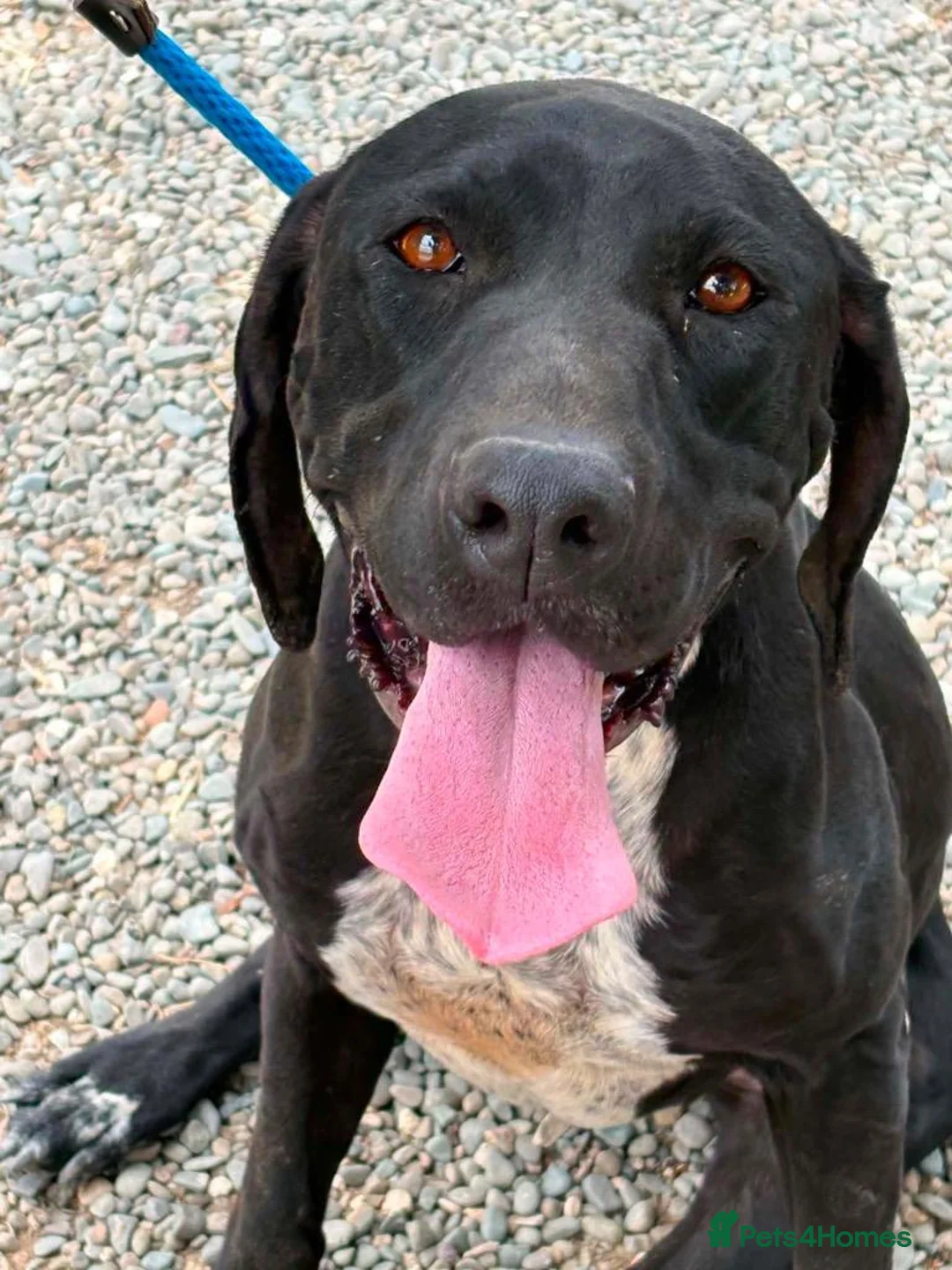 Mixed Breed dogs for adoption: Jessica - Advert 1