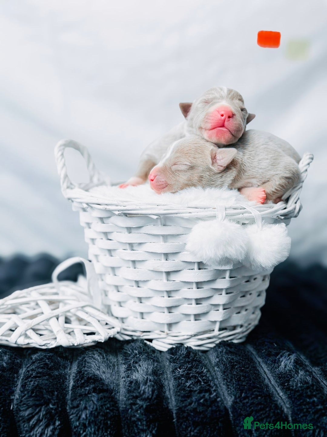 American Bully dogs for sale: Beautiful American Bully Pups  - Image 3