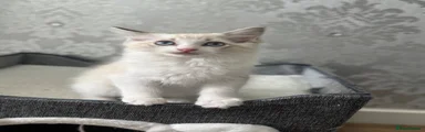 Ragdoll Kitten 2