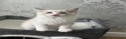 Ragdoll cats for sale: Beautiful Ragdoll Kittens - Advert 21