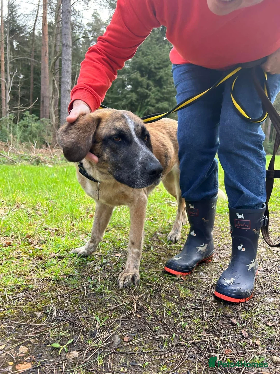 Mixed Breed dogs for adoption: Darcy - Norwich Norfolk  in Norwich - Advert 13