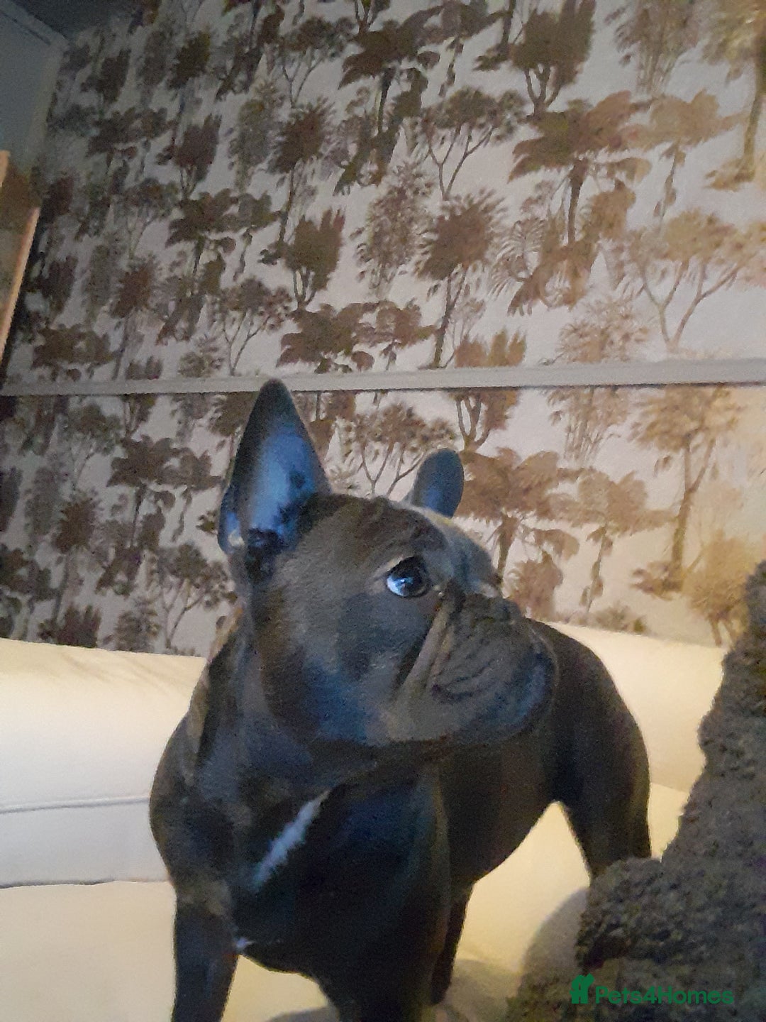French Bulldog dogs for sale:  Blue French bulldog forsale  - Image 3