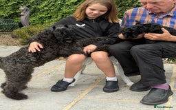 Kerry Blue Terrier dogs for sale: Kerry blue terrier puppies - Image 7