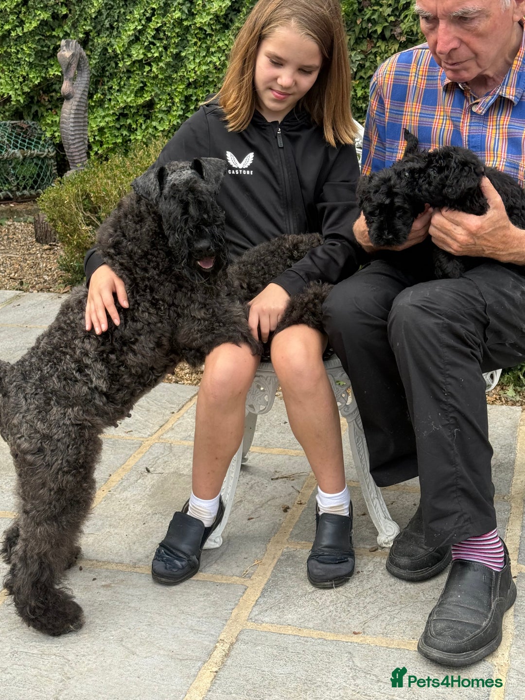 Kerry Blue Terrier dogs for sale: Kerry blue terrier puppies - Image 7