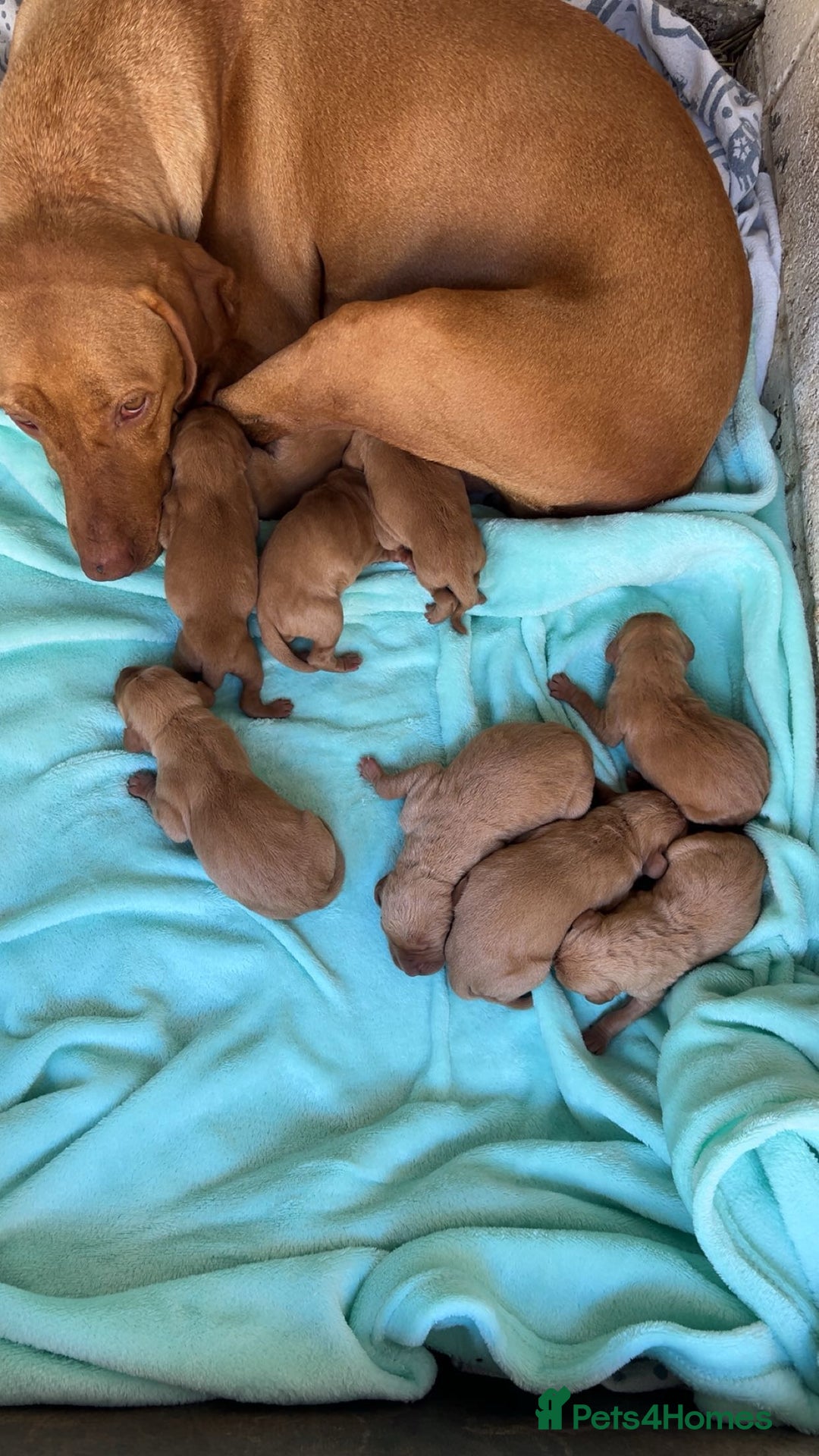 Hungarian Vizsla dogs for sale: Hungarian viszla puppies  - Image 11