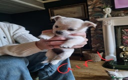 Chorkie dogs for sale: 3 little babies left. - Image 3