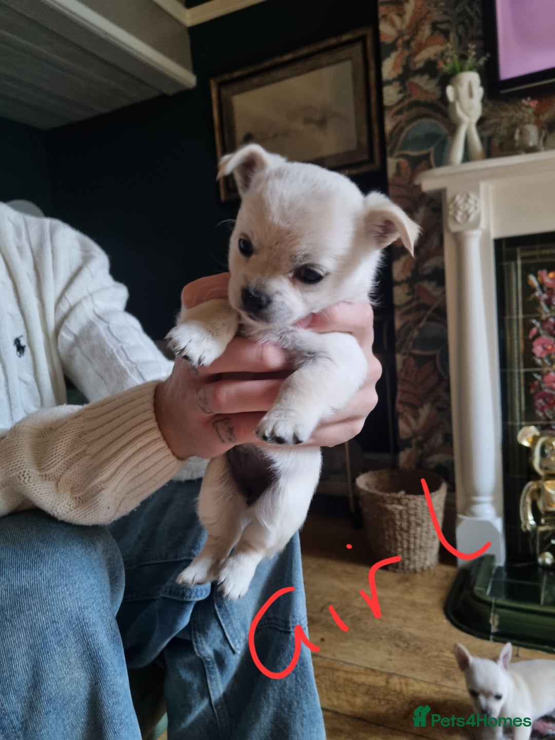 Chorkie dogs for sale: 3 little babies left. - Image 3