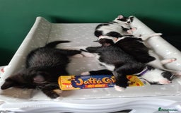 Mixed Breed cats for sale: 3 female kittens 1 male - Image 7