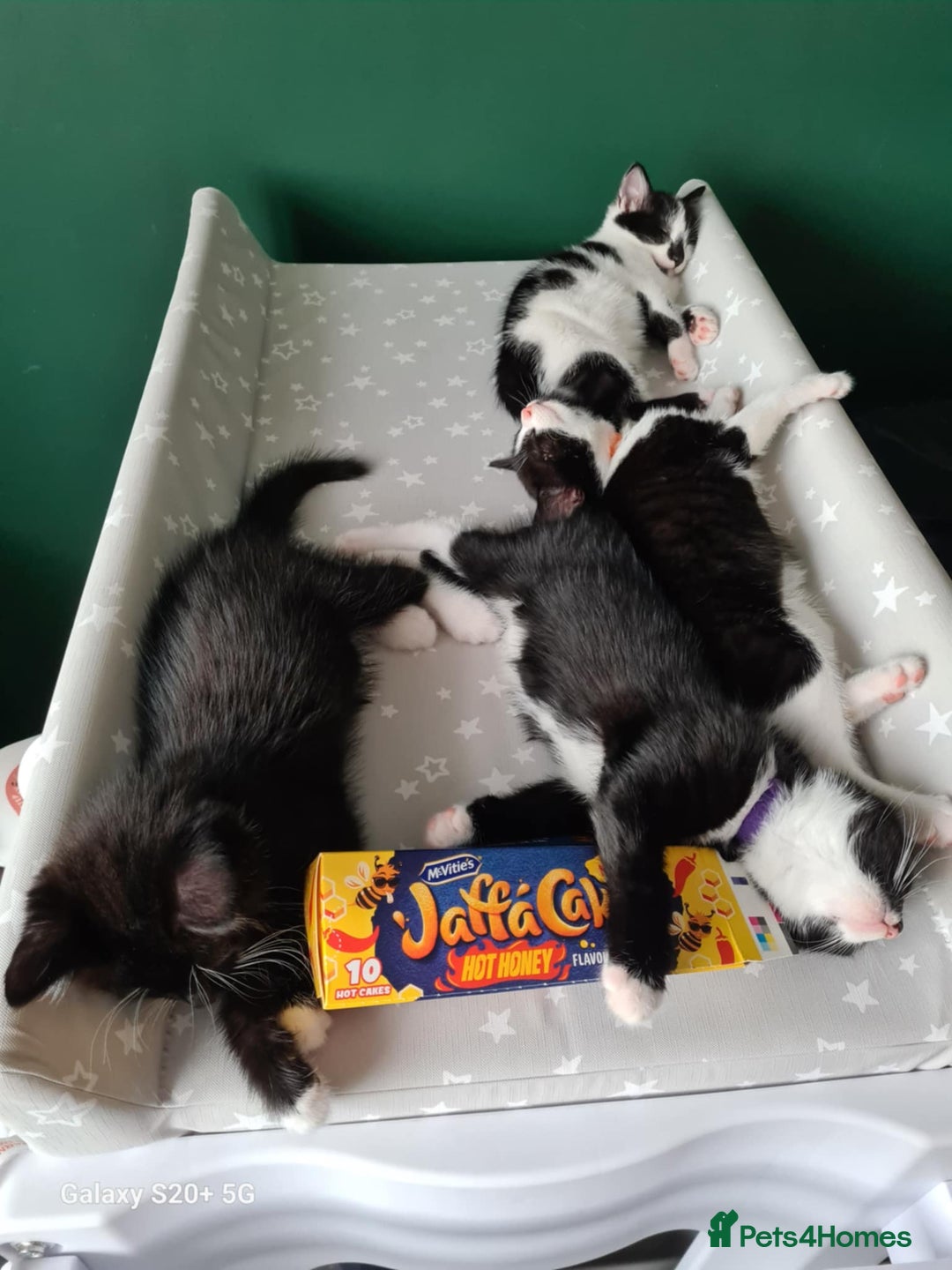 Mixed Breed cats for sale: 3 female kittens 1 male - Image 7